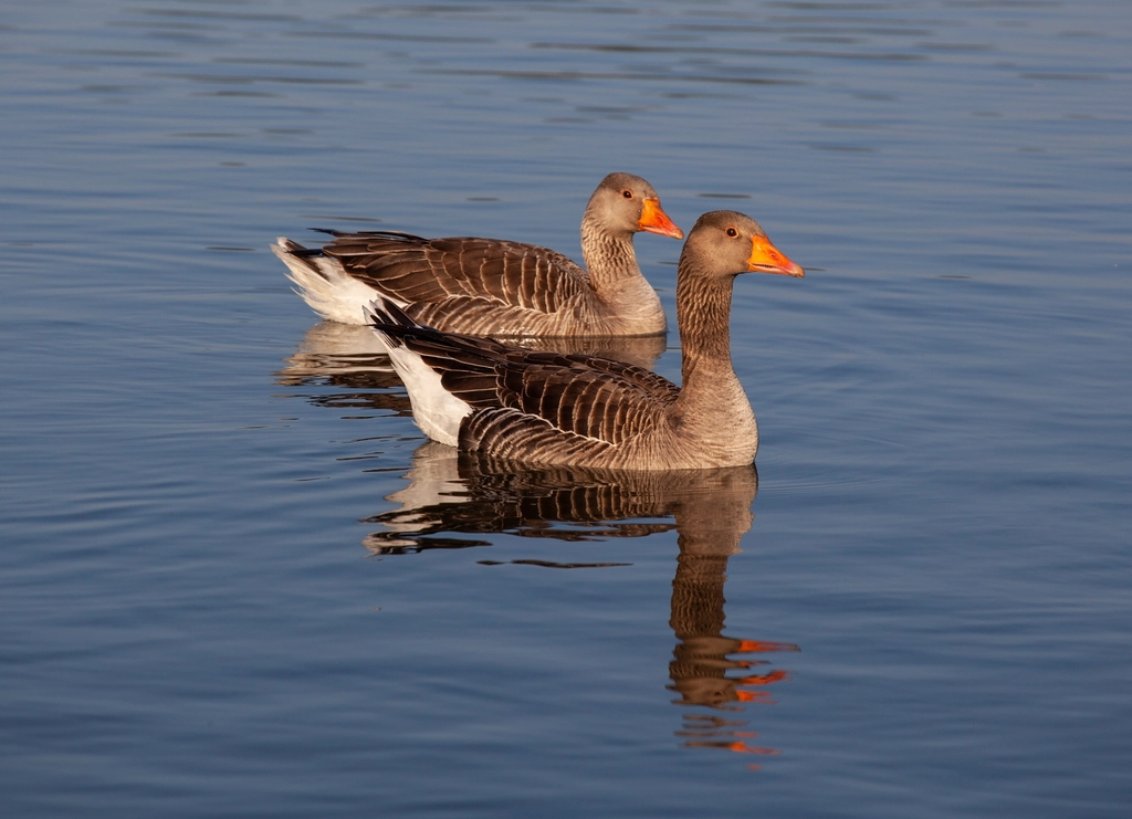 Pair geese floating lake morning