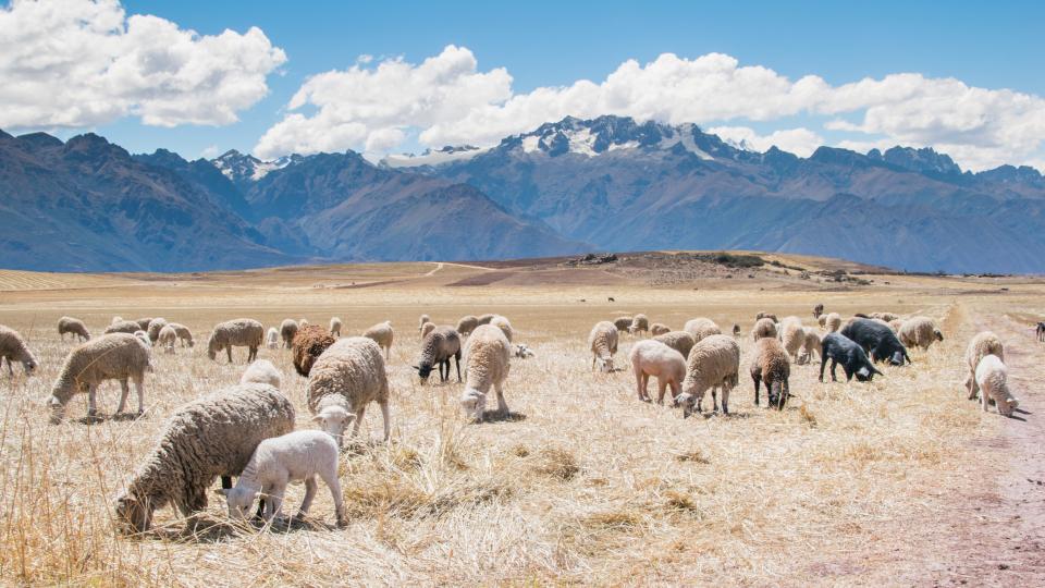 Sheep Animals